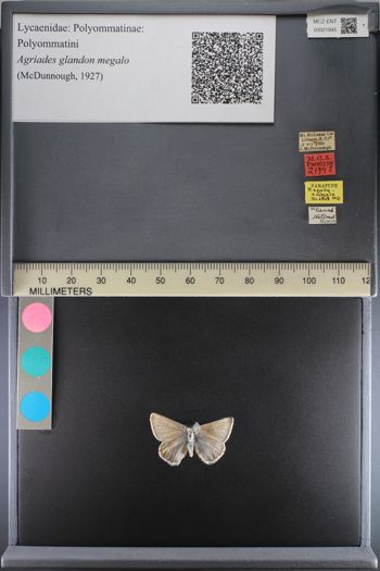 Media type: image;   Entomology 21945